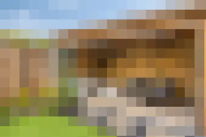 De Kongo 4 Drunen thumbnail 31