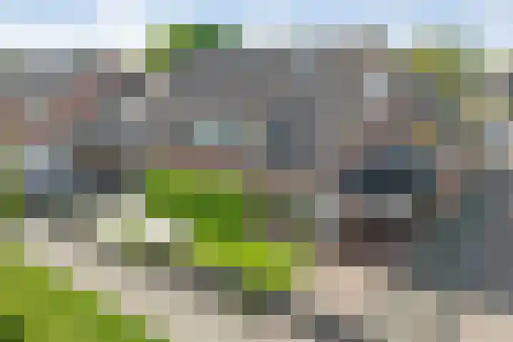 De Koningsvaren 100 en Dedemsvaart