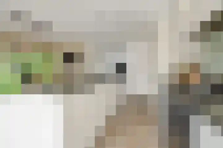 De Koome 4 Liessel thumbnail 21