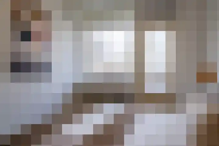 de Koppele 245 Eindhoven thumbnail 28