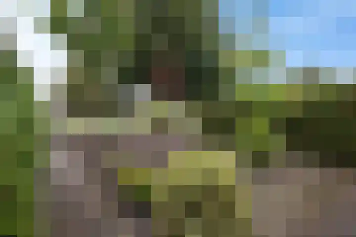 De Korrel 1 Erica thumbnail 32
