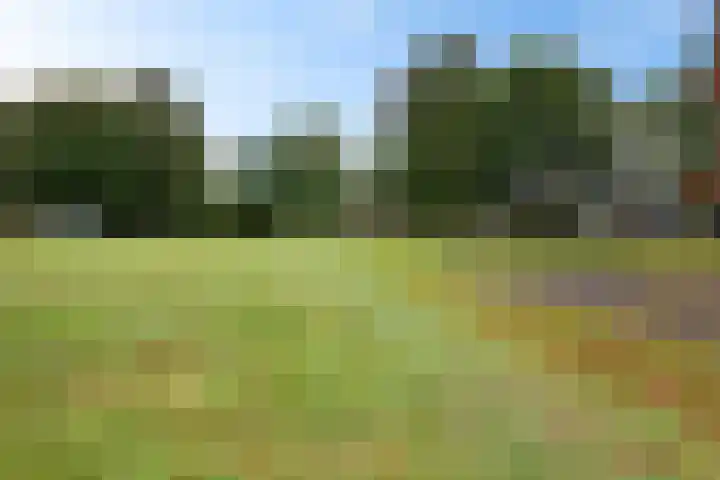 De Korrel 1 Erica thumbnail 4