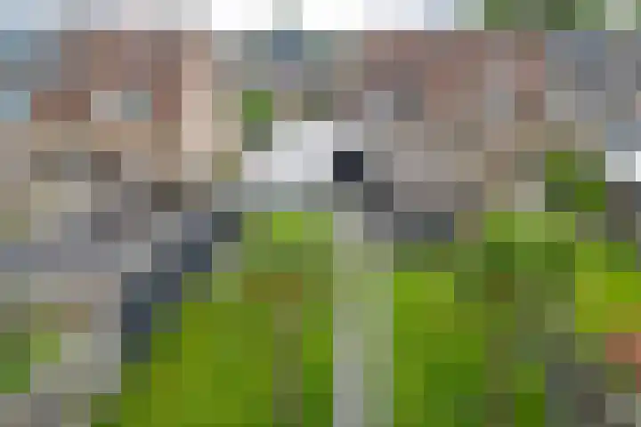 De Korrel 13 Erica thumbnail 37