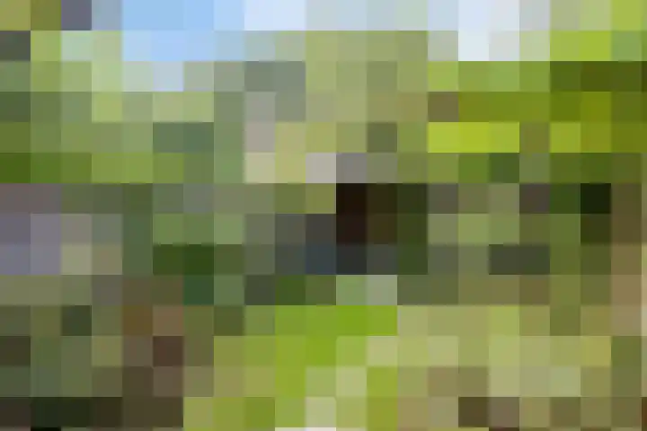 De Kropaar 52 Heesch thumbnail 26