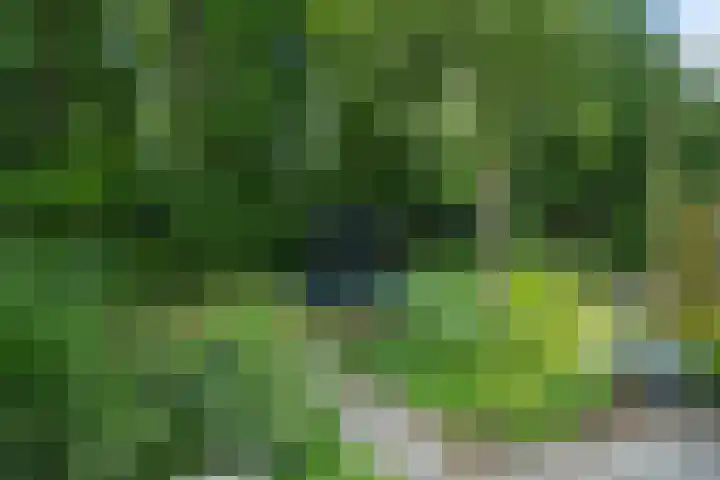 De Kubbing 30 Borger thumbnail 49