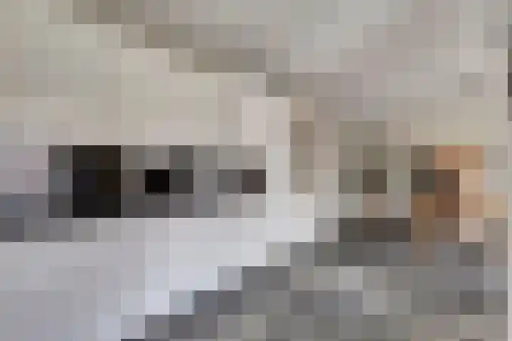 de Kuiper 11 Heeze thumbnail 18