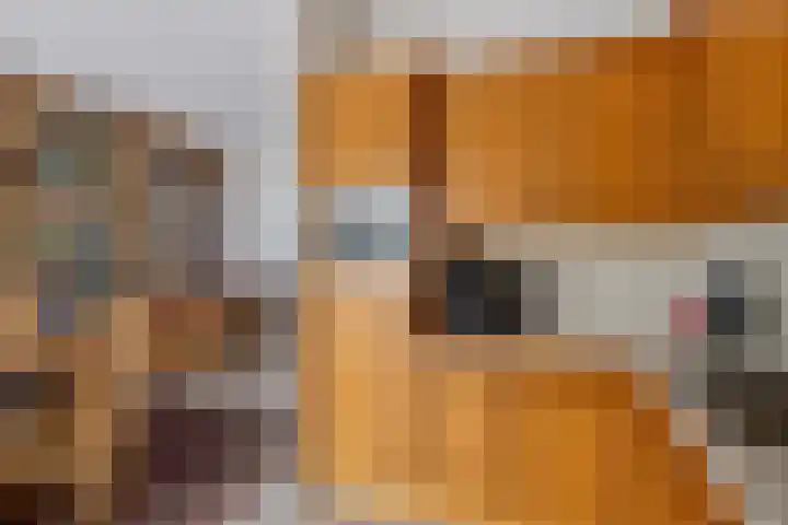 De Kwikstaart 22 Budel thumbnail 6