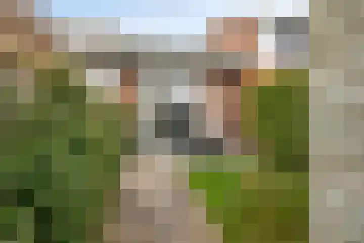 De Lede 4 Zetten foto 2