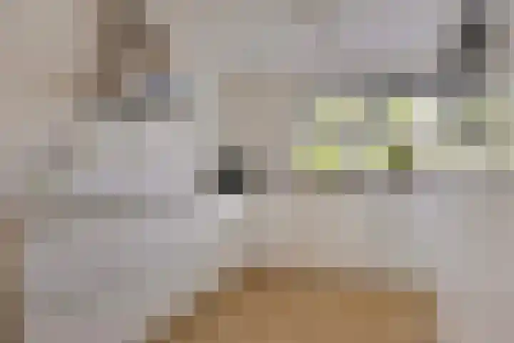 de Lingert 6051 Wijchen thumbnail 10