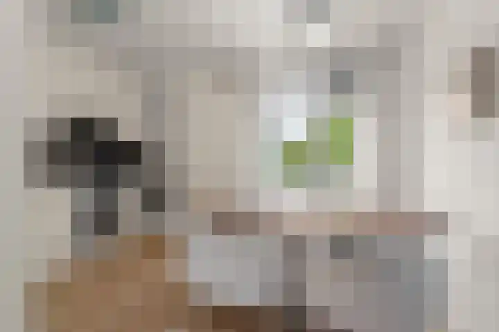De Maatjes 81 Duiven thumbnail 11
