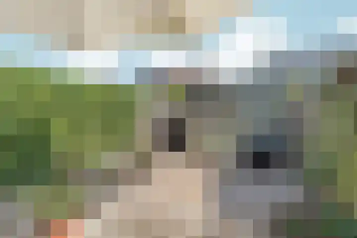 De Maatjes 81 Duiven thumbnail 26