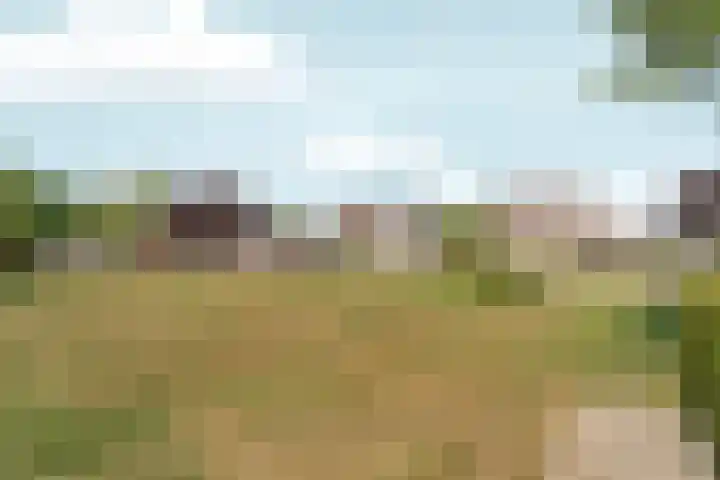 De Maatjes 81 Duiven thumbnail 31