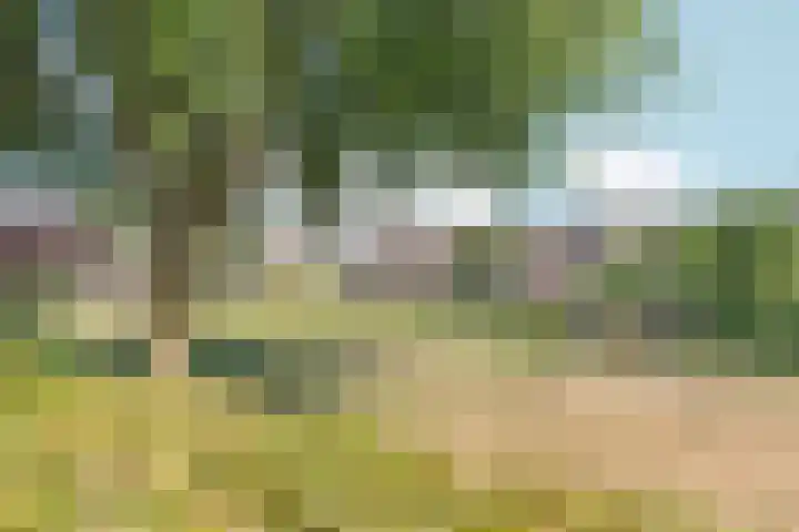 De Maatjes 81 Duiven thumbnail 32