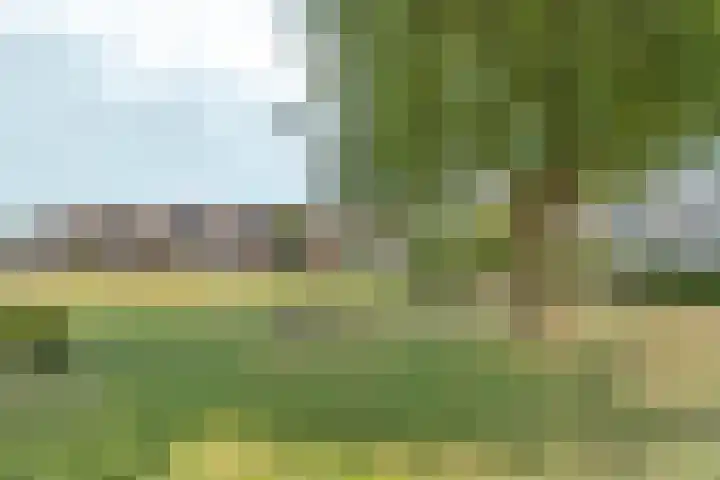 De Maatjes 81 Duiven thumbnail 34