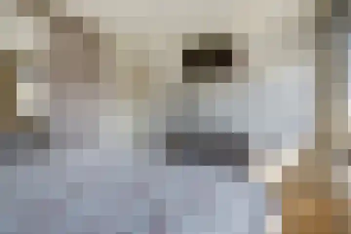 de Mandreef 2 Rucphen thumbnail 21
