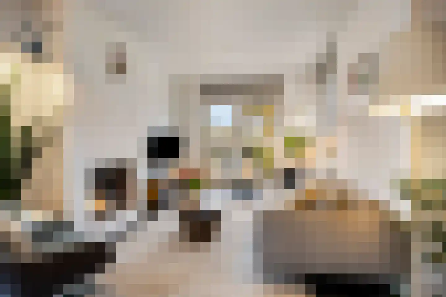 De Meerdam 2 Rosmalen thumbnail 5