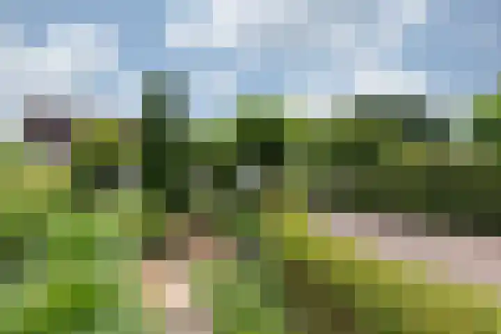 de Meidoorn 5 Didam thumbnail 14