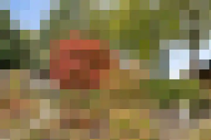 de Mère 5 Halsteren thumbnail 27