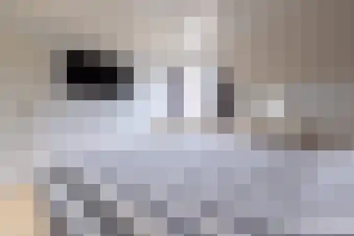 De Misse 12 Berlicum thumbnail 25