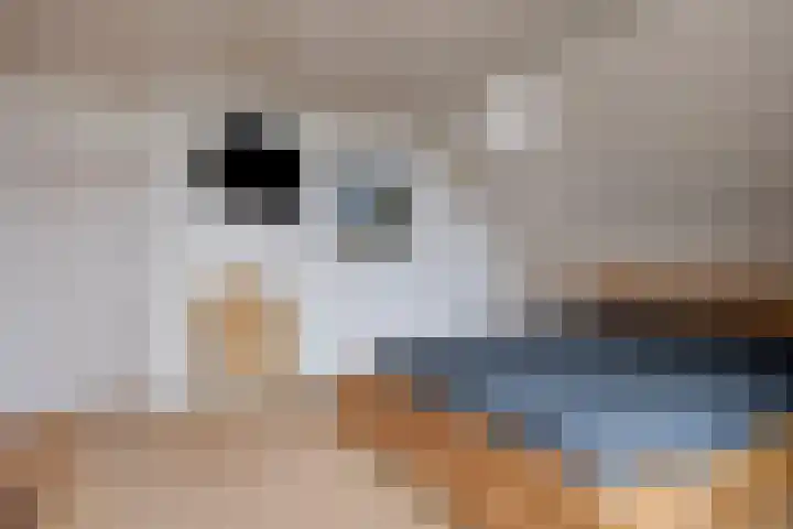 De Mortel 10 Hooge Mierde thumbnail 20