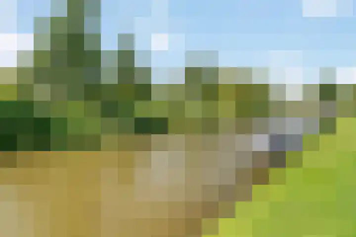 De Muonts 75 Witmarsum thumbnail 32