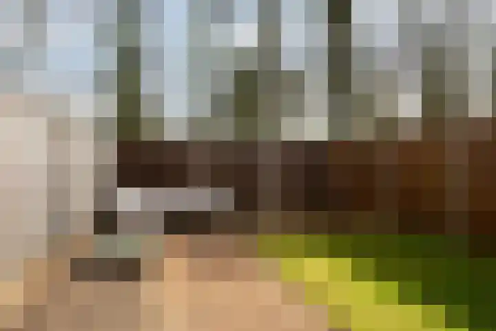 de Narcis 13 Hoogerheide thumbnail 26