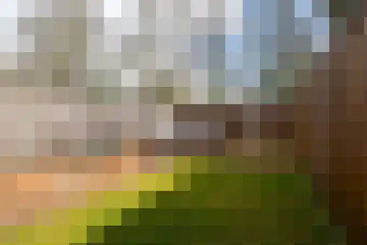 de Narcis 13 Hoogerheide thumbnail 28