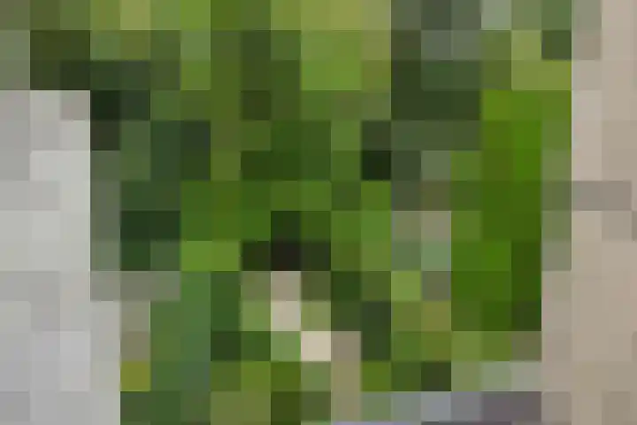 De Oude Molen 21 Muiden thumbnail 31
