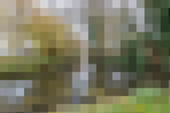 De Oude Zwan 3 Zaandam thumbnail 32