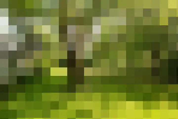 de Plasse 4 Terband thumbnail 10
