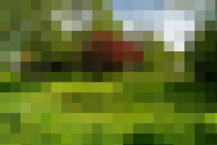 de Plasse 4 Terband thumbnail 7