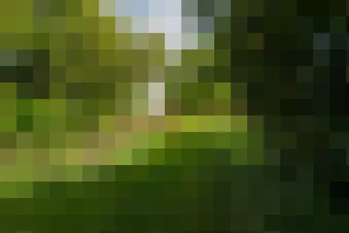 de Plasse 4 Terband thumbnail 8