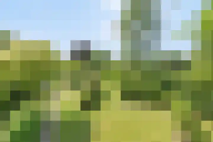 de Pol 21 Peize thumbnail 39