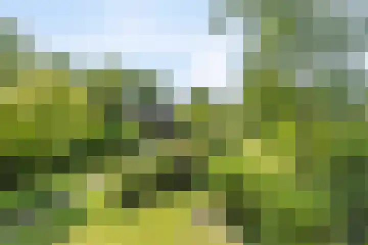 de Pol 21 Peize thumbnail 40