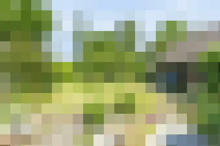 de Pol 21 Peize thumbnail 41