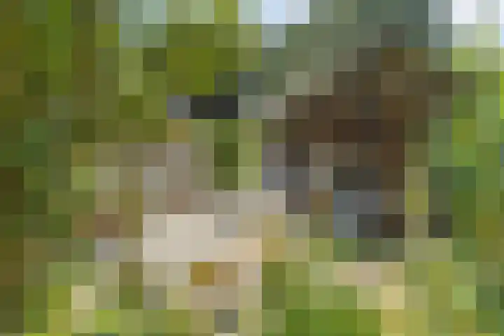 de Pol 21 Peize thumbnail 43