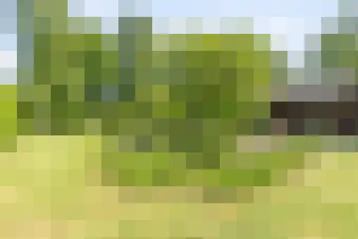 de Pol 21 Peize thumbnail 44