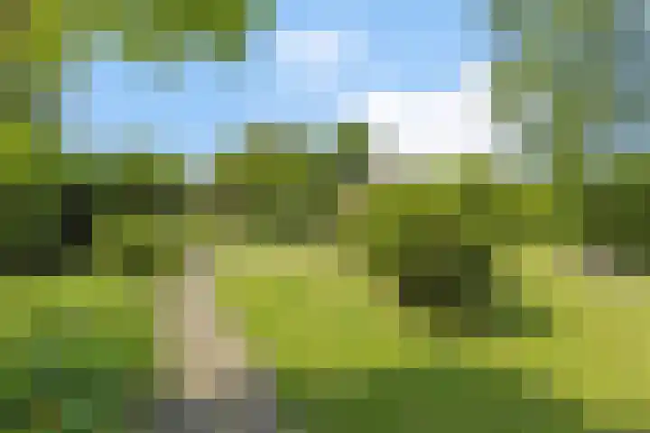 de Pol 21 Peize thumbnail 46