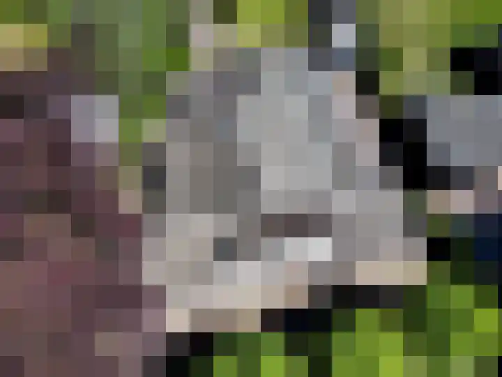 de Pol 21 Peize thumbnail 51