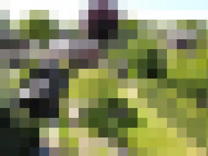 de Pol 21 Peize thumbnail 55