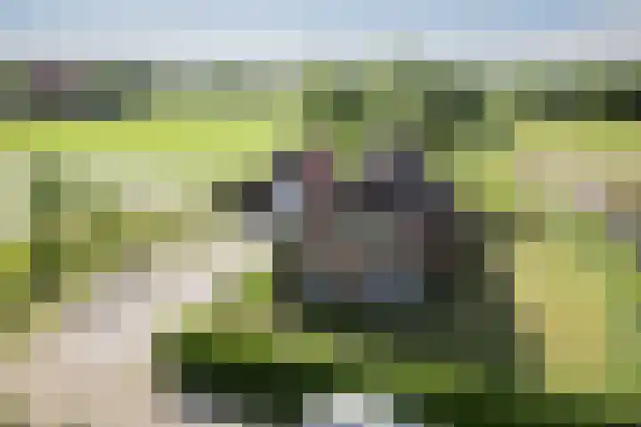 De Pol 27 De Pol