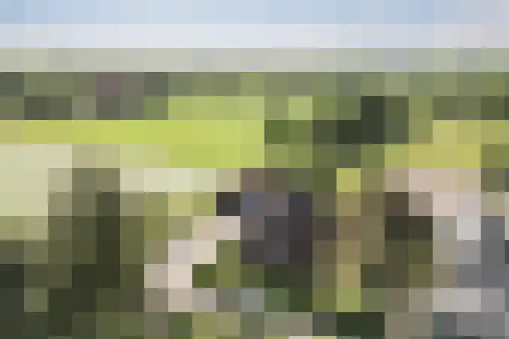 De Pol 27 De Pol thumbnail 40