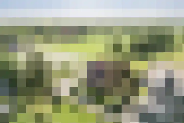 De Pol 27 De Pol thumbnail 45