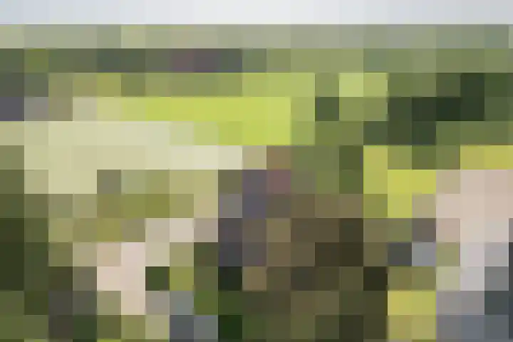 De Pol 27 De Pol thumbnail 48