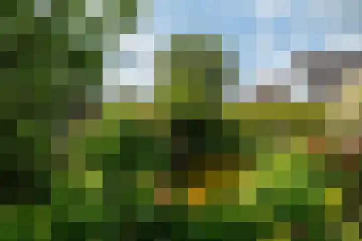 De Pream 13 Hallum thumbnail 37
