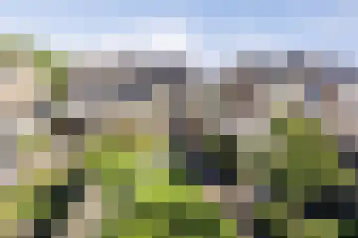 De Prunus 11 Dedemsvaart thumbnail 30