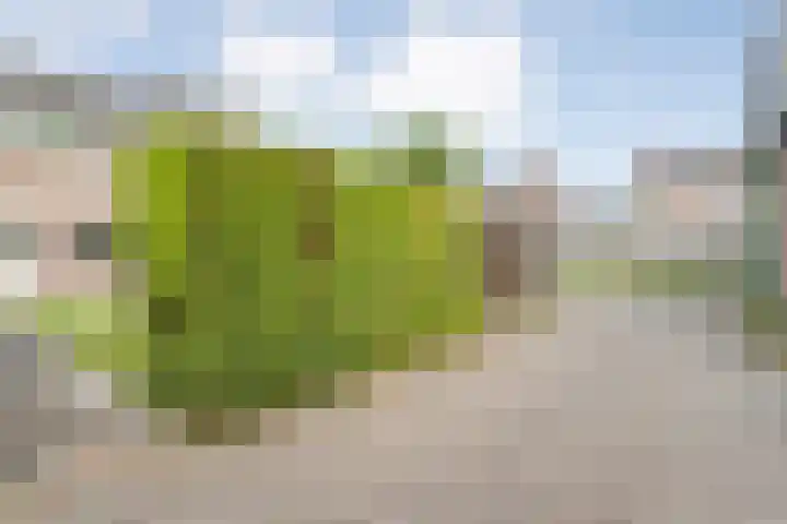 De Prunus 87 Dedemsvaart thumbnail 32