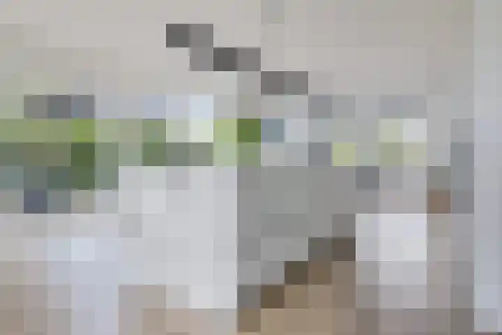 De Reeakker 4 Eelde thumbnail 12