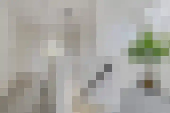 De Reeakker 4 Eelde thumbnail 21