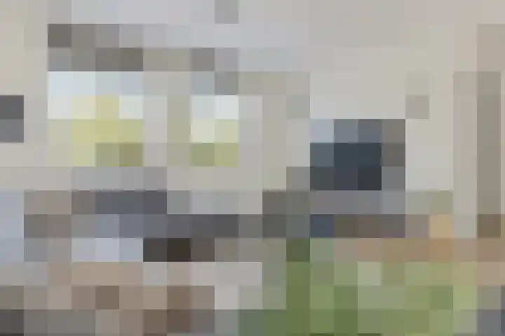 De Reeakker 4 Eelde thumbnail 8